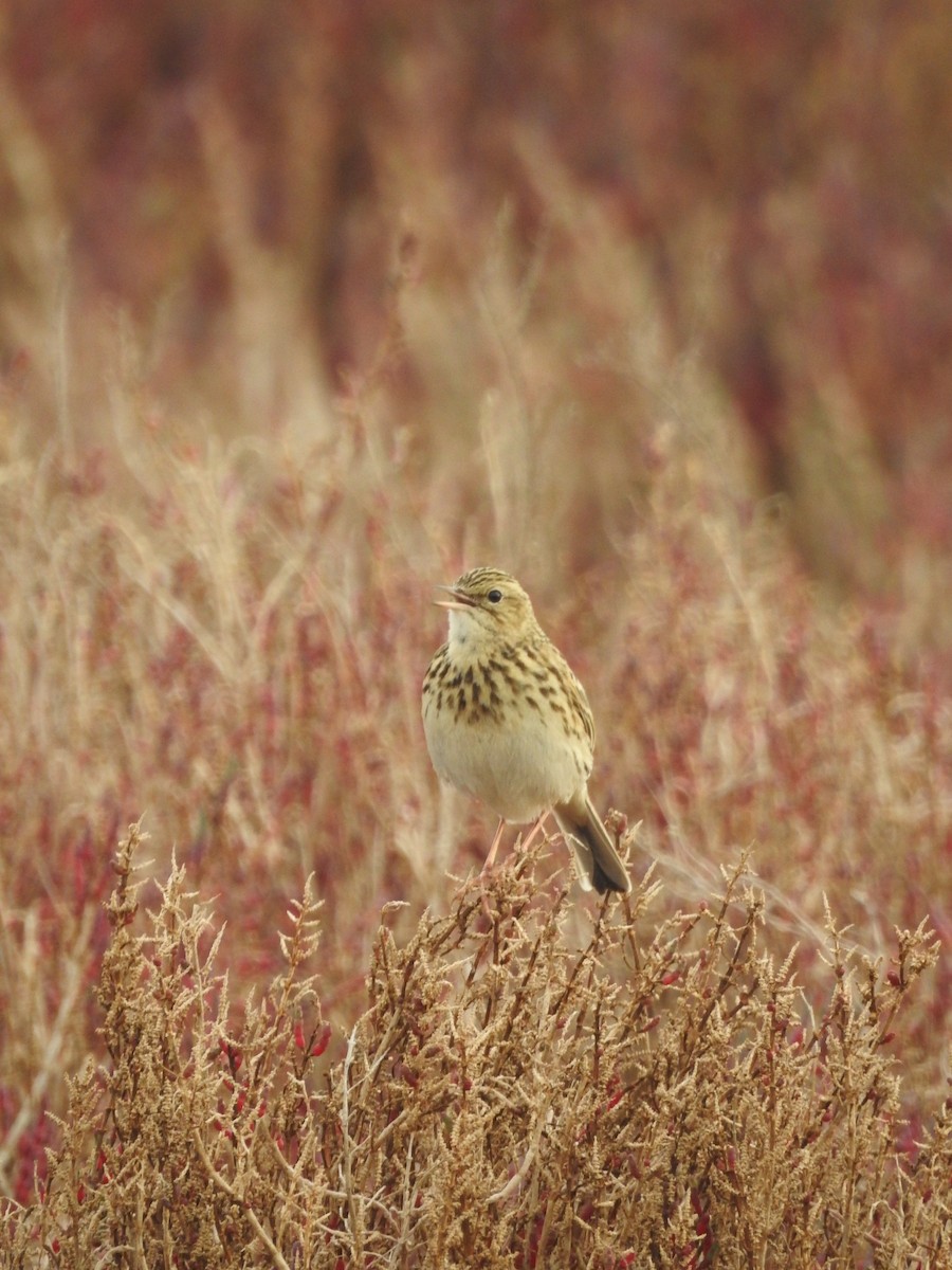 Correndera Pipit - ML360450031