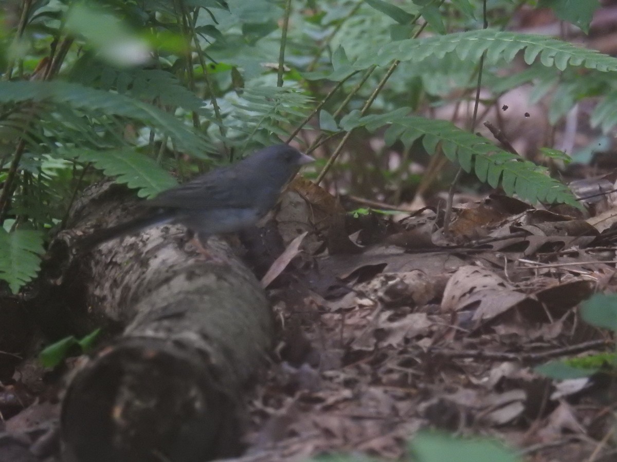 Dark-eyed Junco - ML360450181