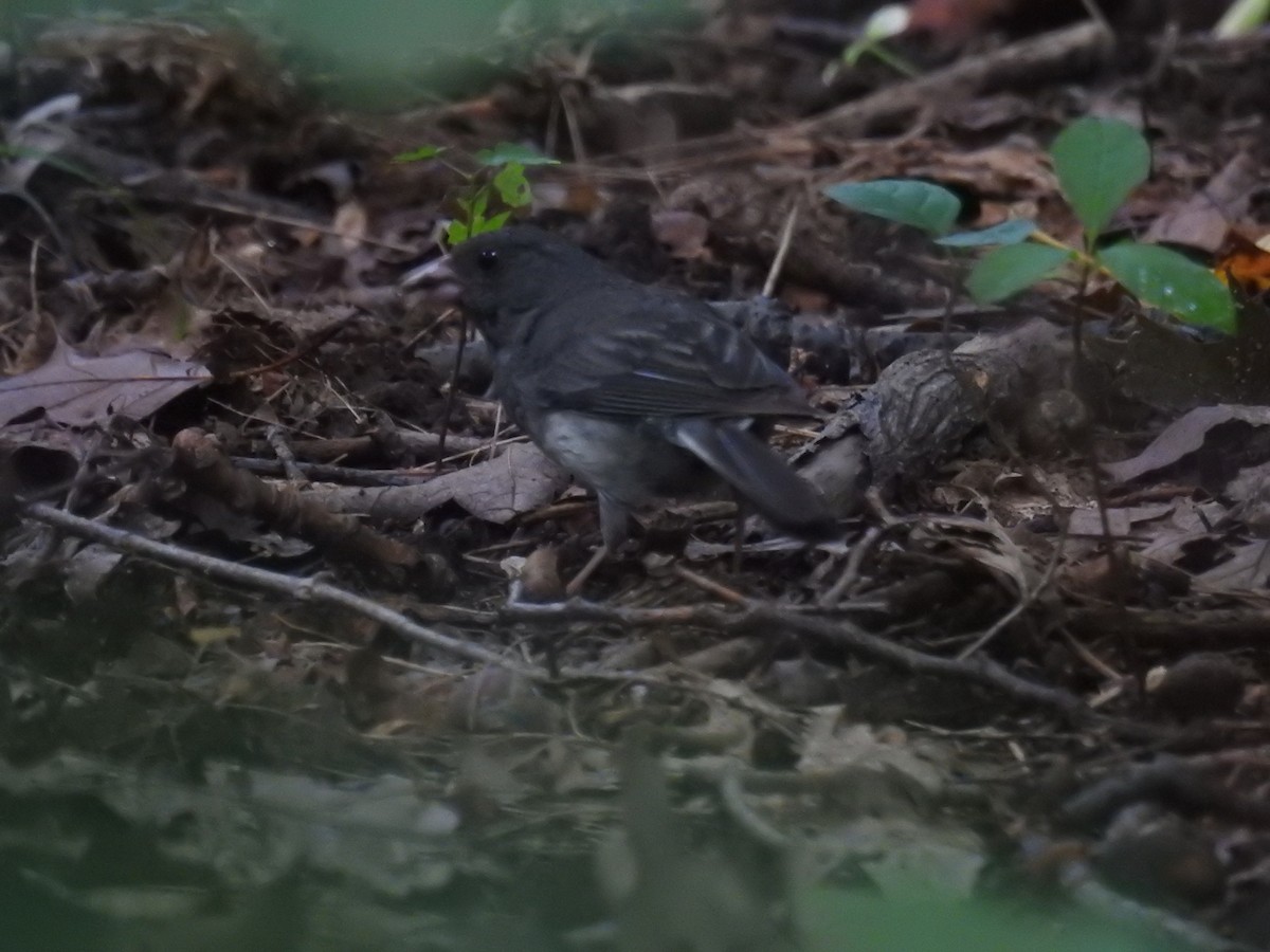 Dark-eyed Junco - ML360450191