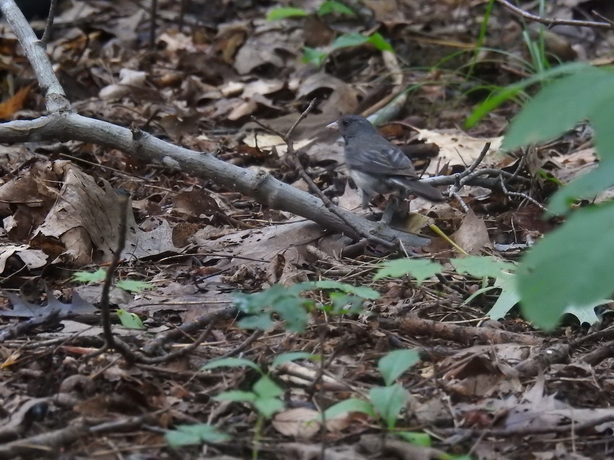 Dark-eyed Junco - ML360450221