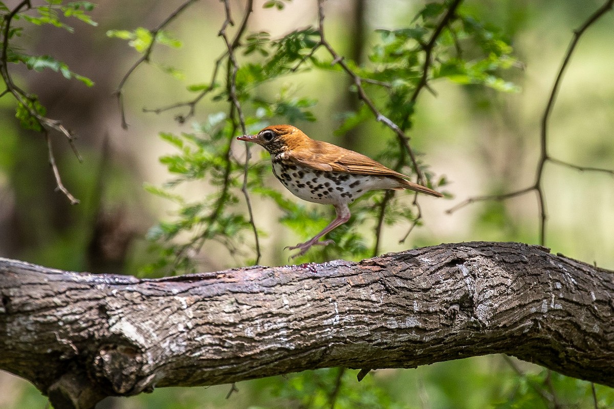 Wood Thrush - Joshua Stacy