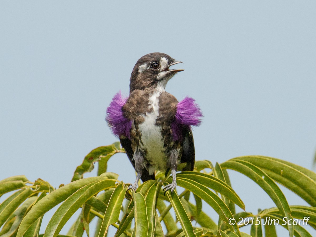 White-browed Purpletuft - ML360451121
