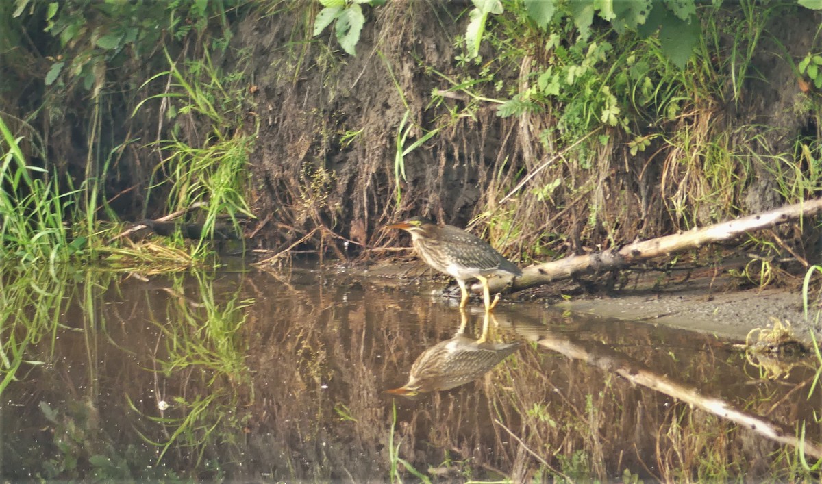 Green Heron - Marco Beaulieu