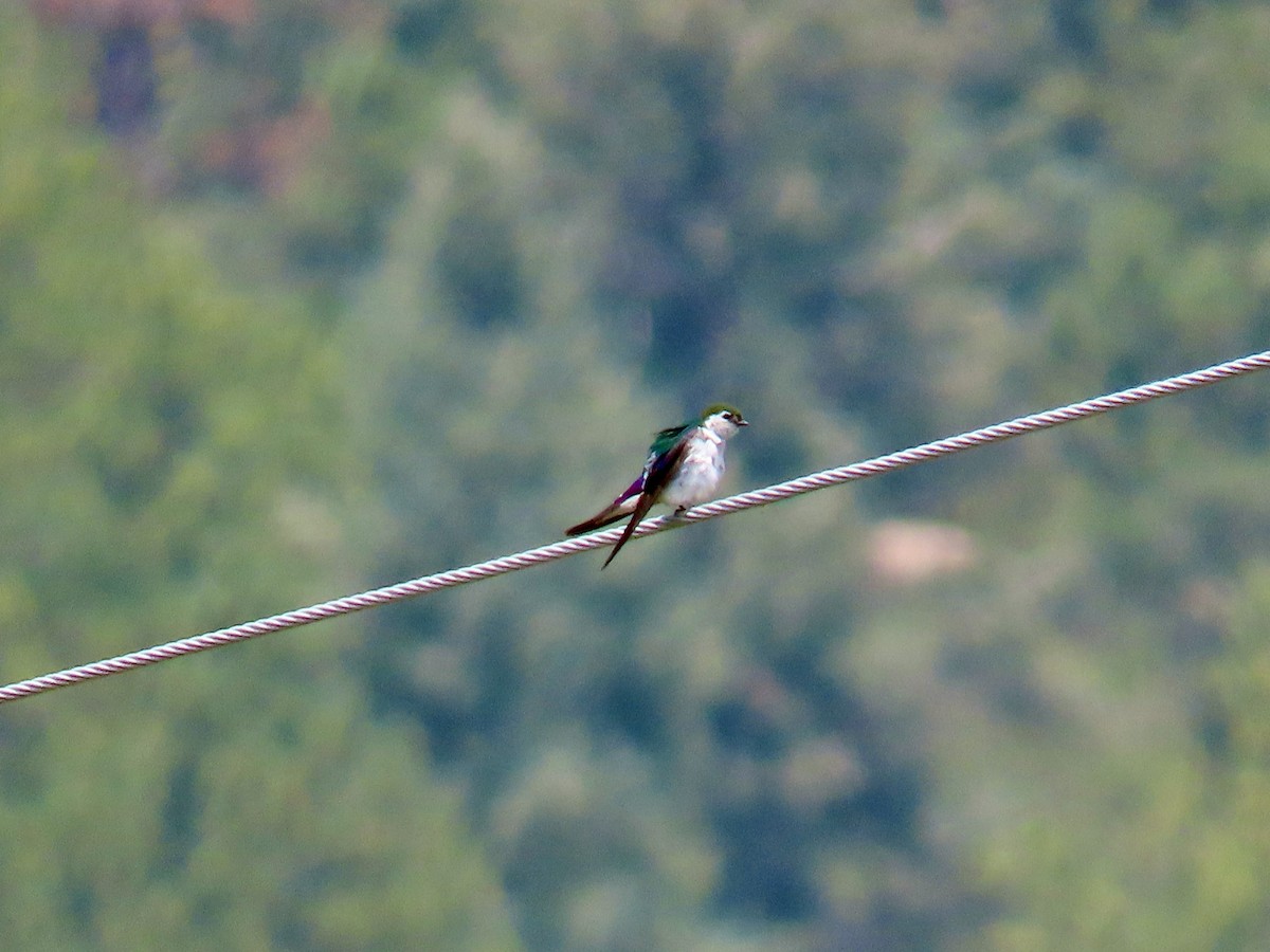 Violet-green Swallow - ML360451391