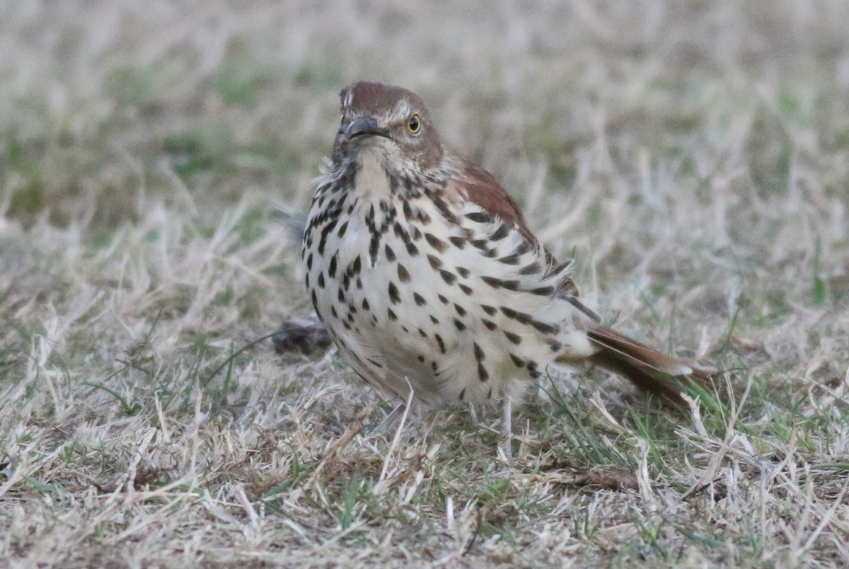 Brown Thrasher - ML36045261