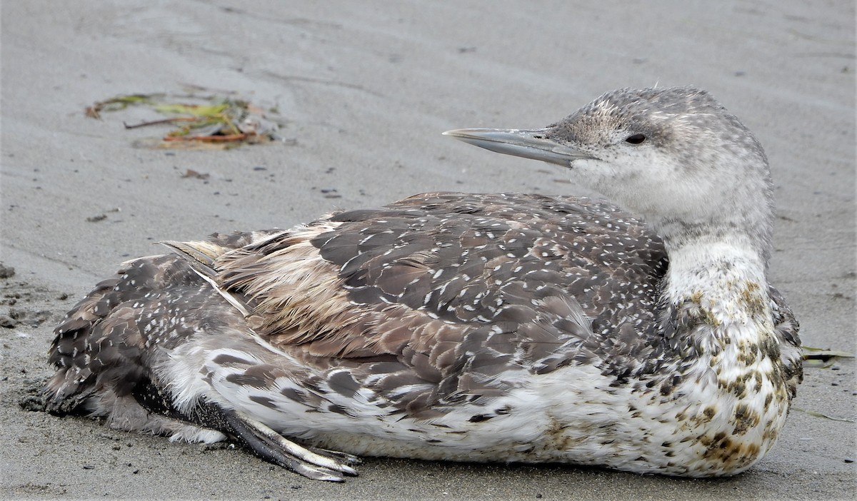 Red-throated Loon - ML360452711