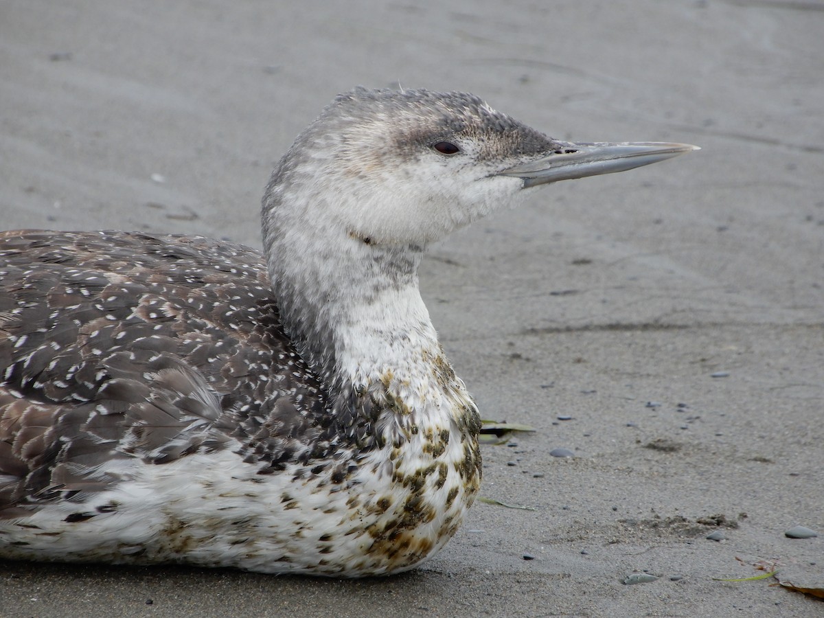 Red-throated Loon - ML360452741