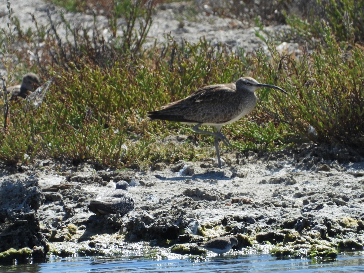 Whimbrel - Howard Friedman