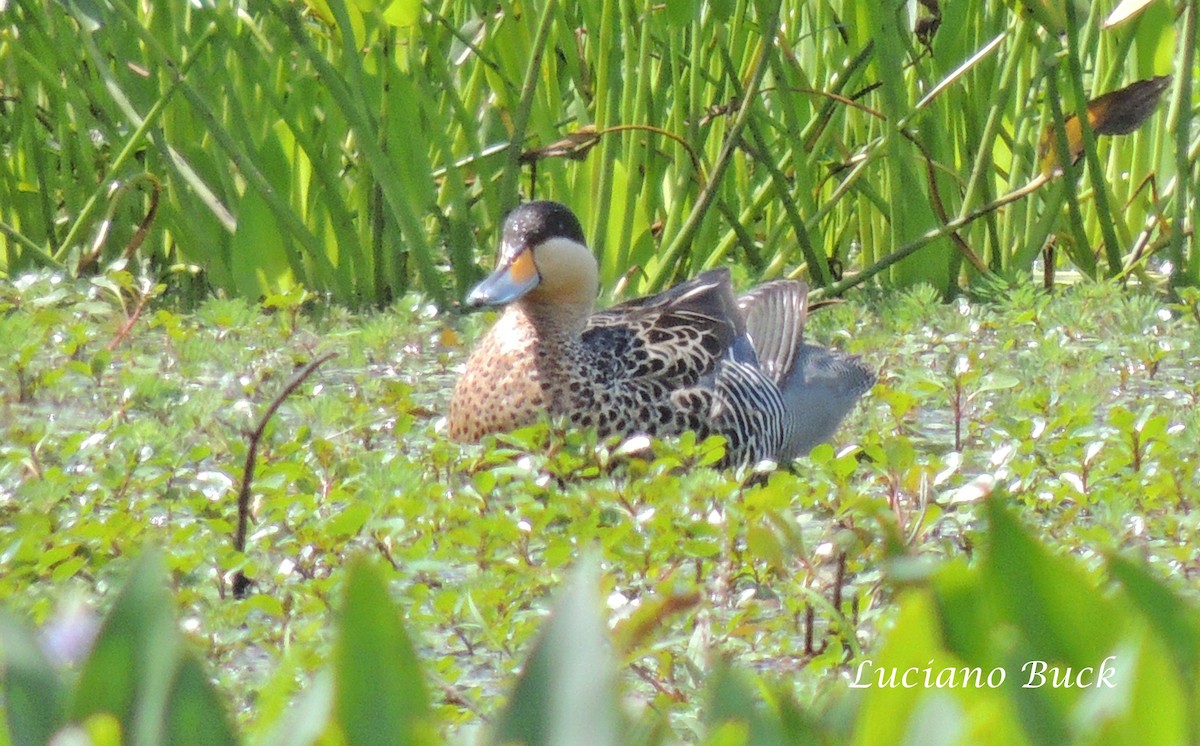 Silver Teal - Luciano Buck