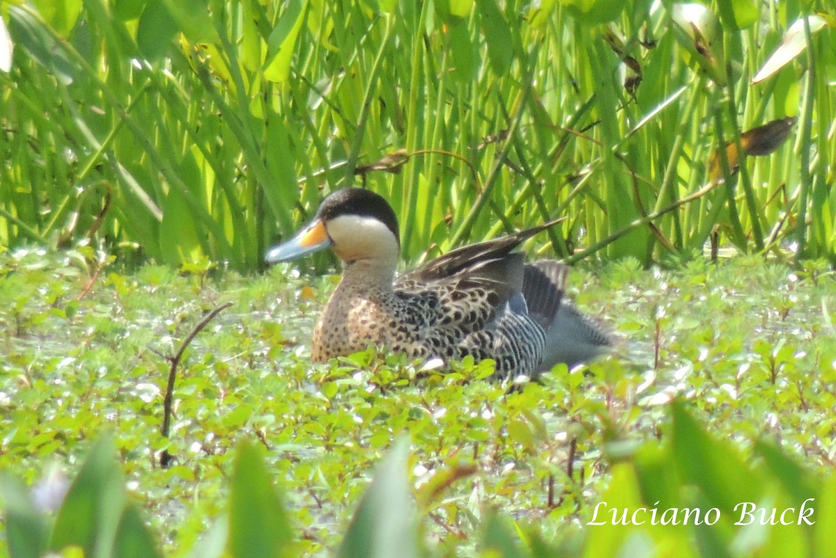 Silver Teal - Luciano Buck