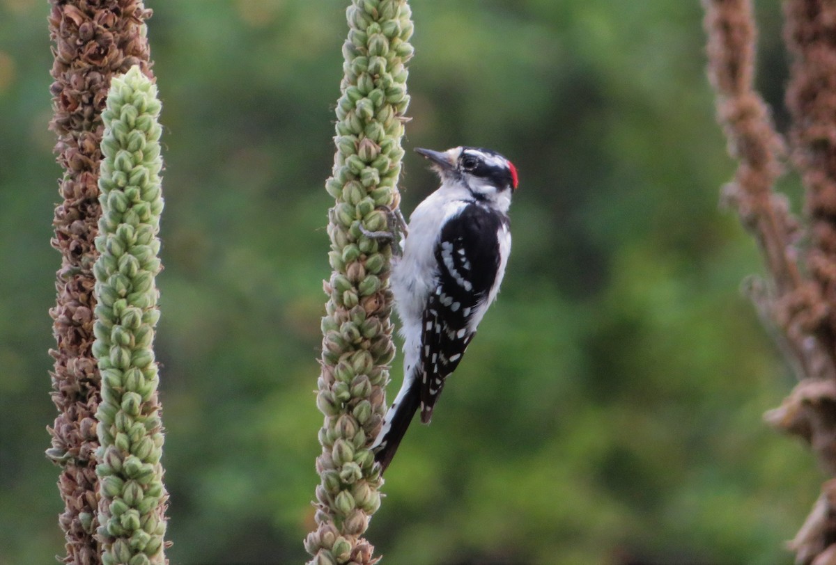 Downy Woodpecker - Kevin Topping