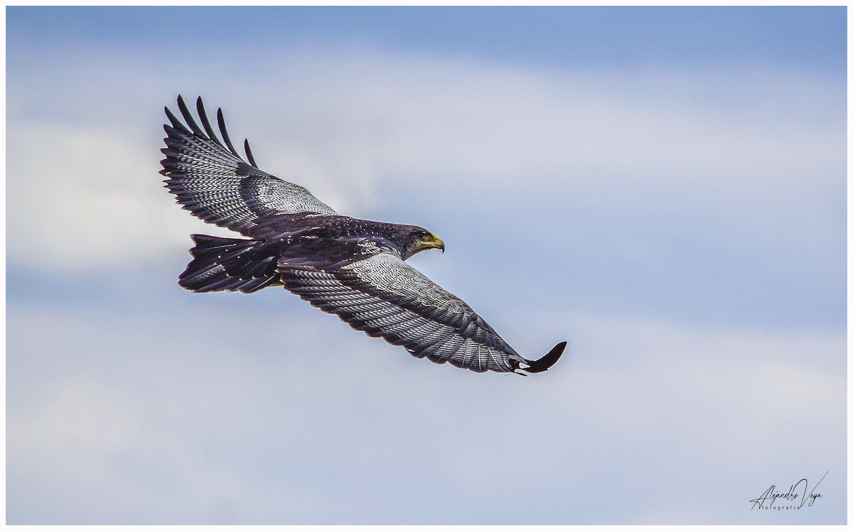 Black-chested Buzzard-Eagle - ML360455881