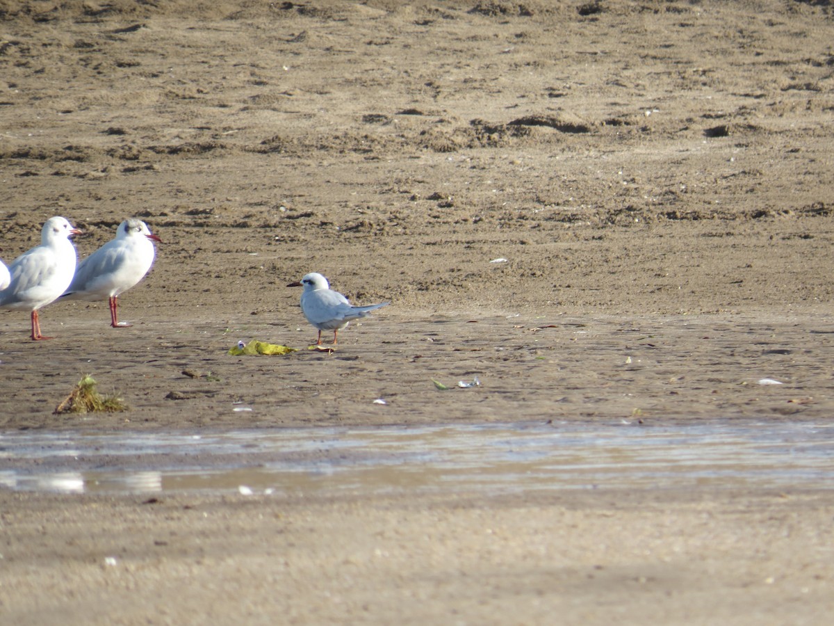 Snowy-crowned Tern - ML360457871