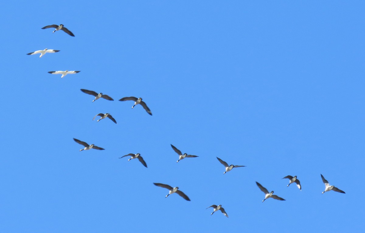 Snow Goose - ML36045811