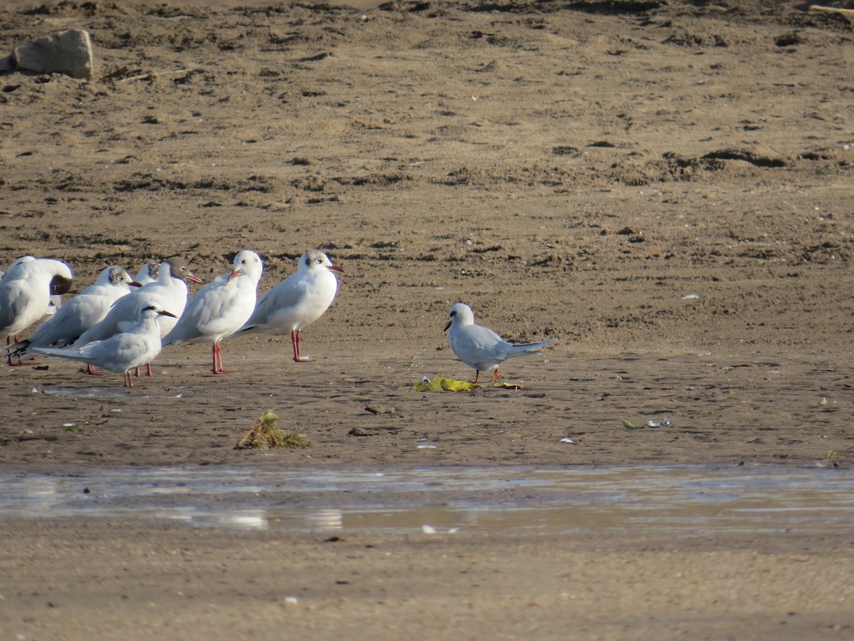 Snowy-crowned Tern - ML360458141