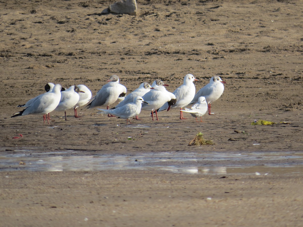 Snowy-crowned Tern - ML360458201