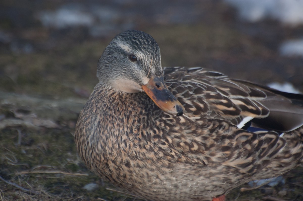 Mallard - Griffin Richards