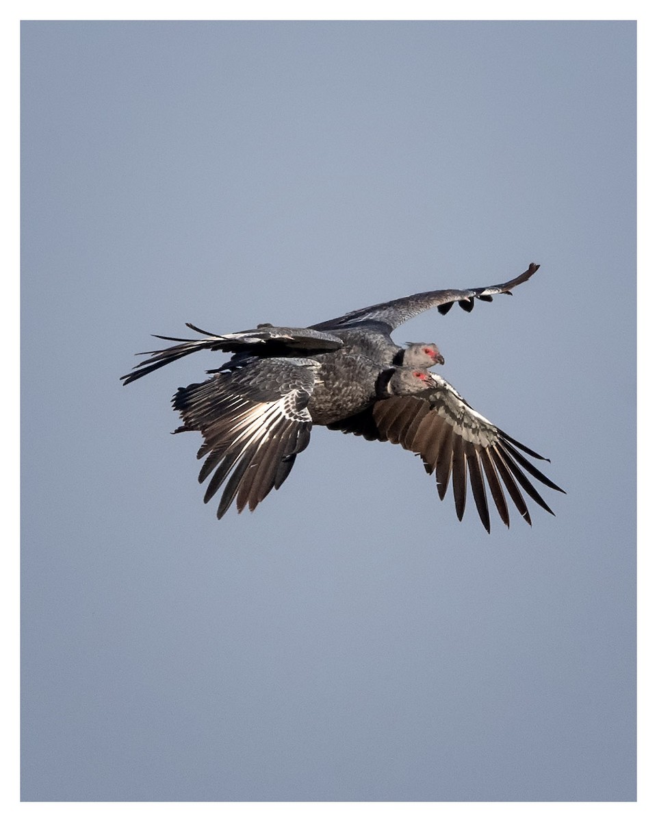 Southern Screamer - ML360458821