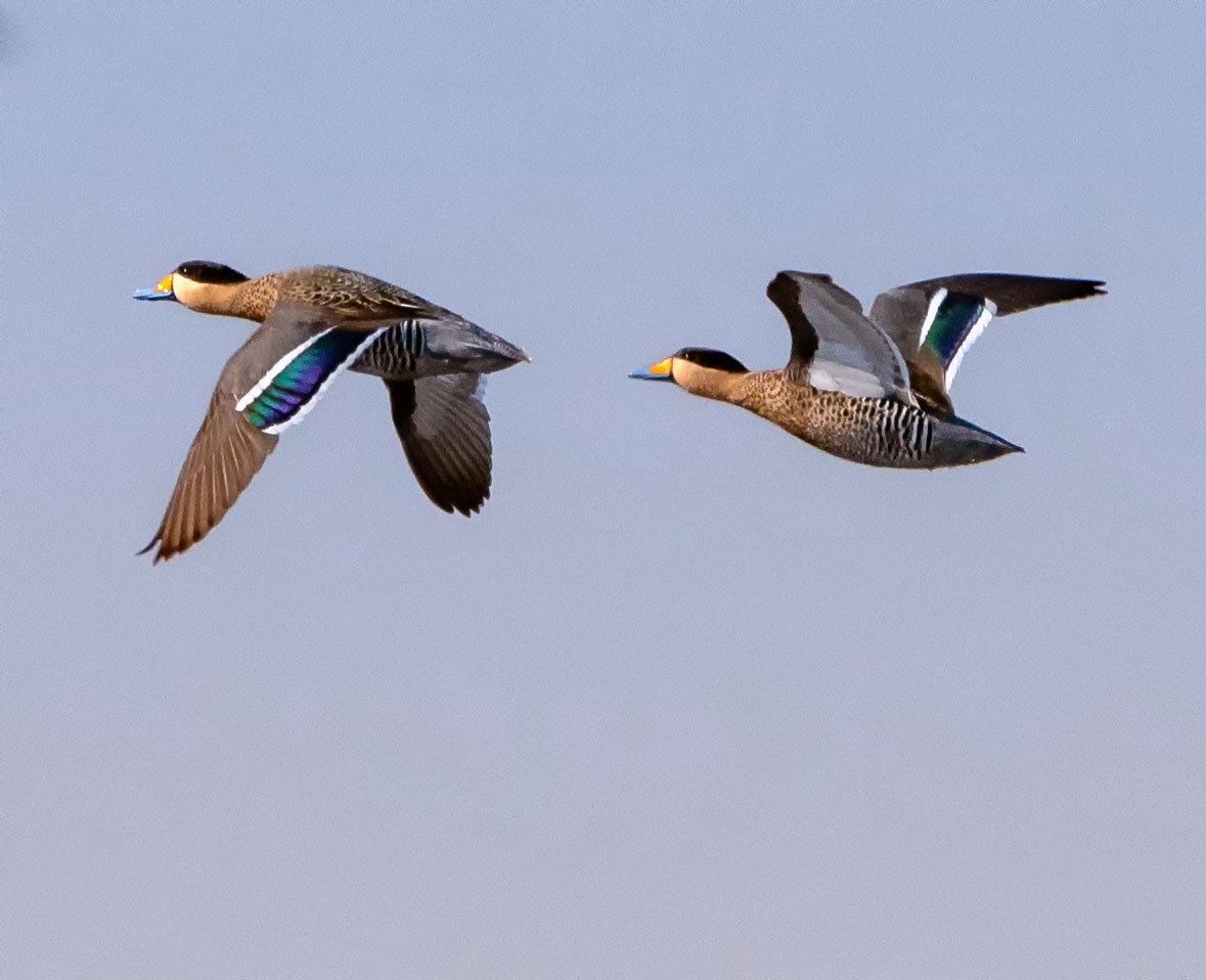 Silver Teal - Graciela  Neira