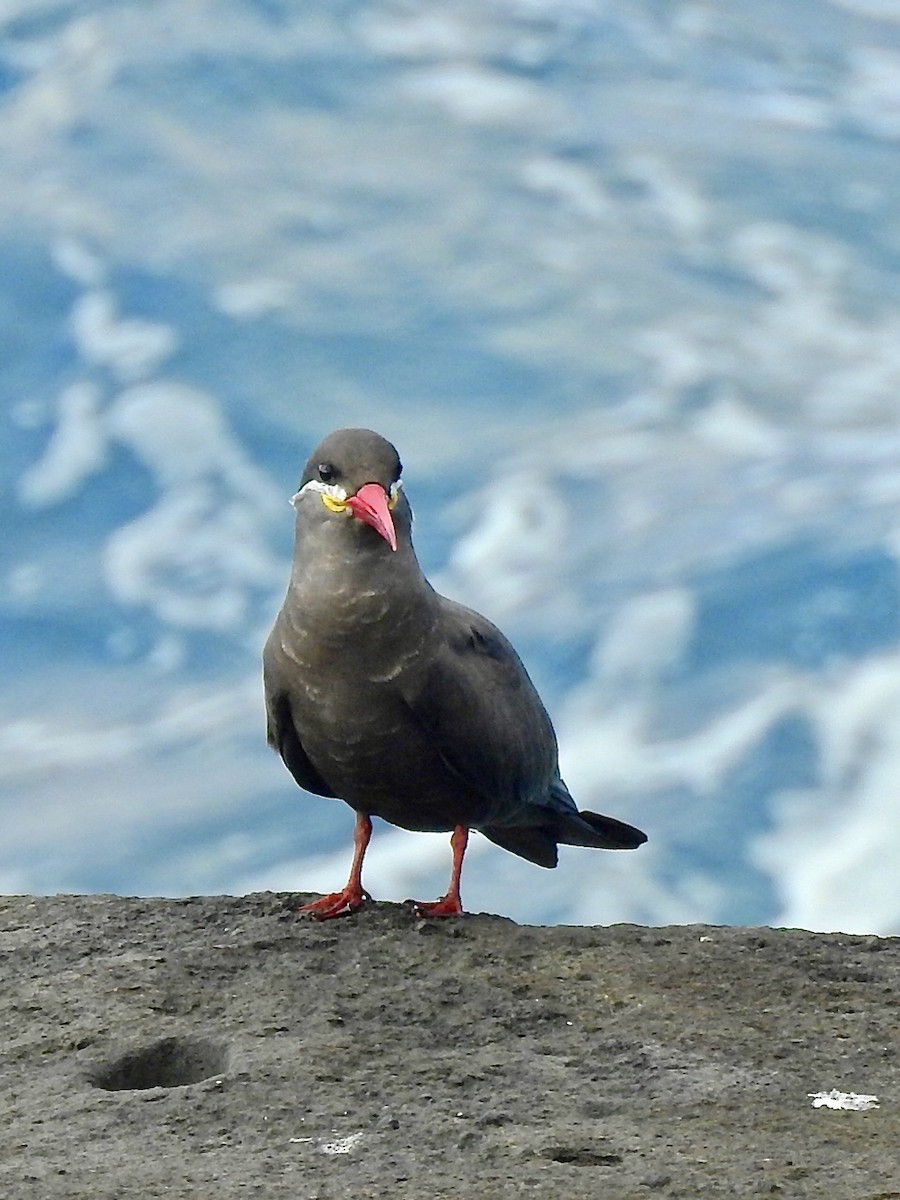 Inca Tern - Michael Young