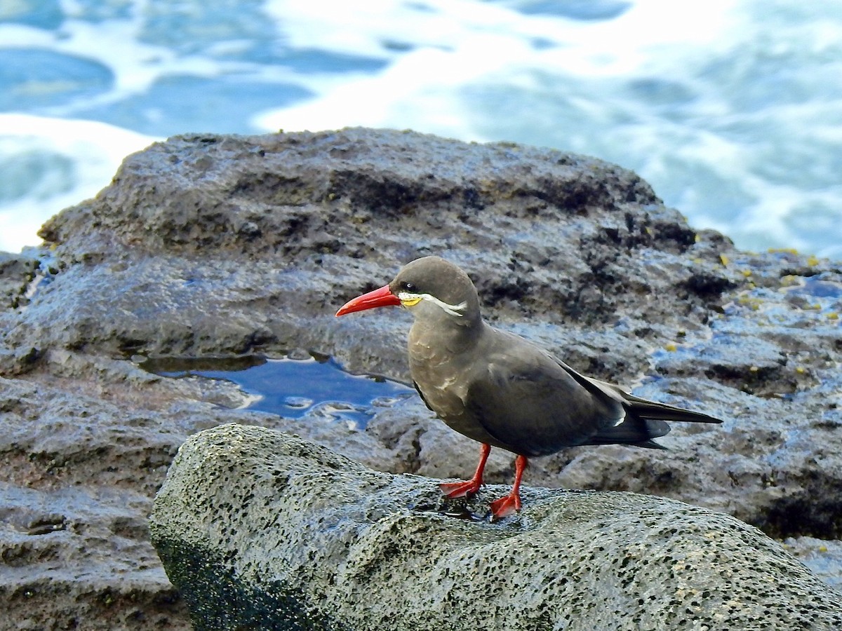 Inca Tern - Michael Young