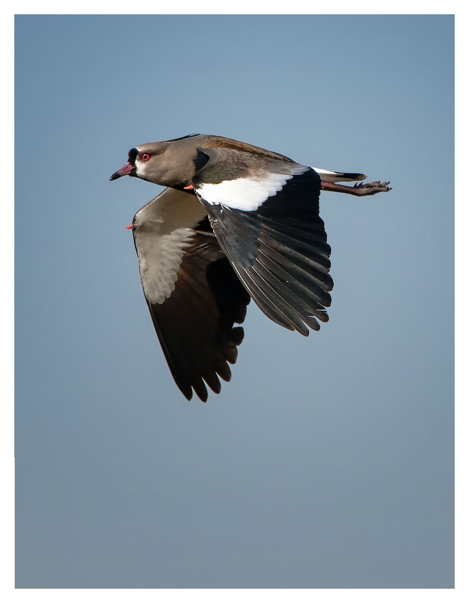 Southern Lapwing - ML360459311