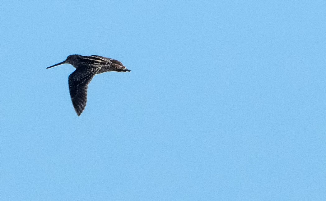 Pantanal/Magellanic Snipe - ML360459331