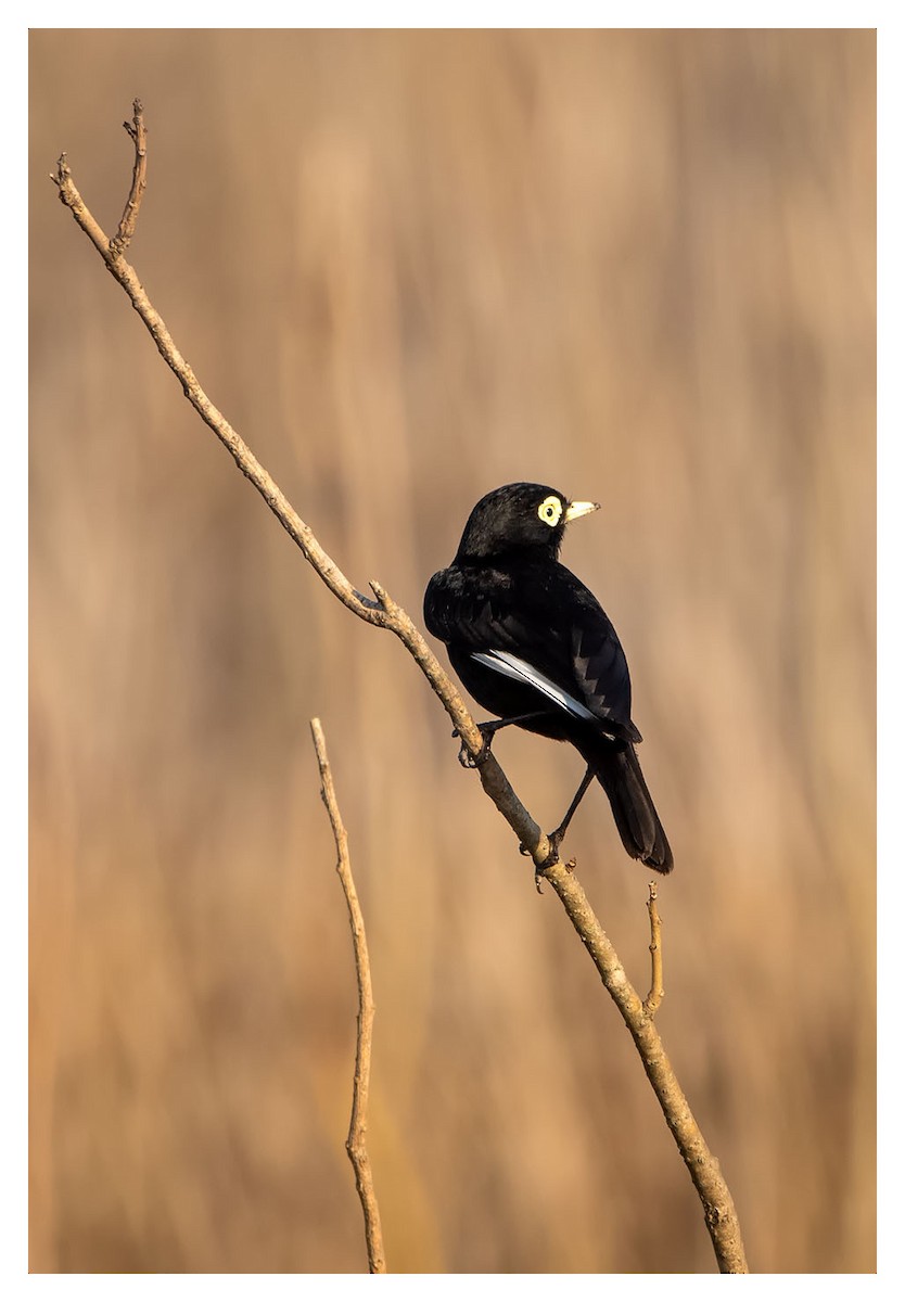 Spectacled Tyrant - ML360459571