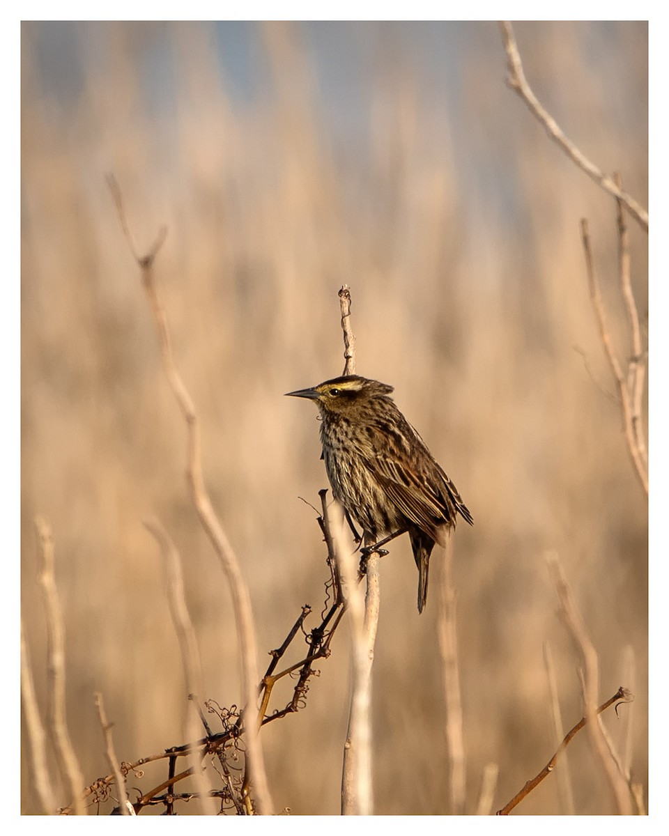 Yellow-winged Blackbird - ML360459641