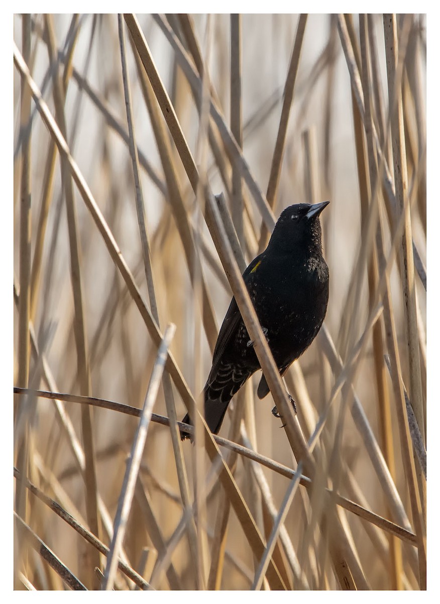 Yellow-winged Blackbird - ML360459651