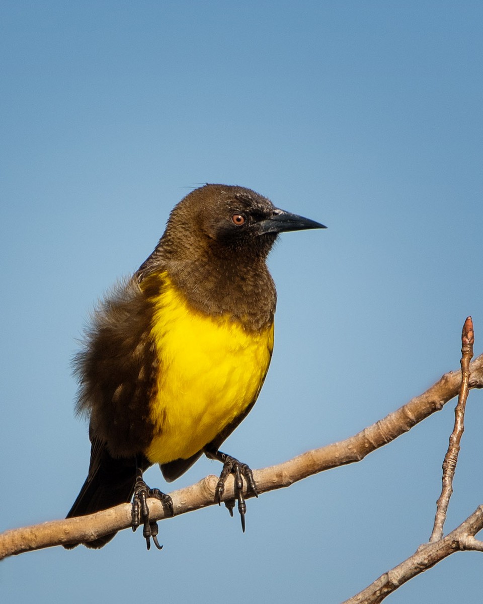 Brown-and-yellow Marshbird - ML360459671