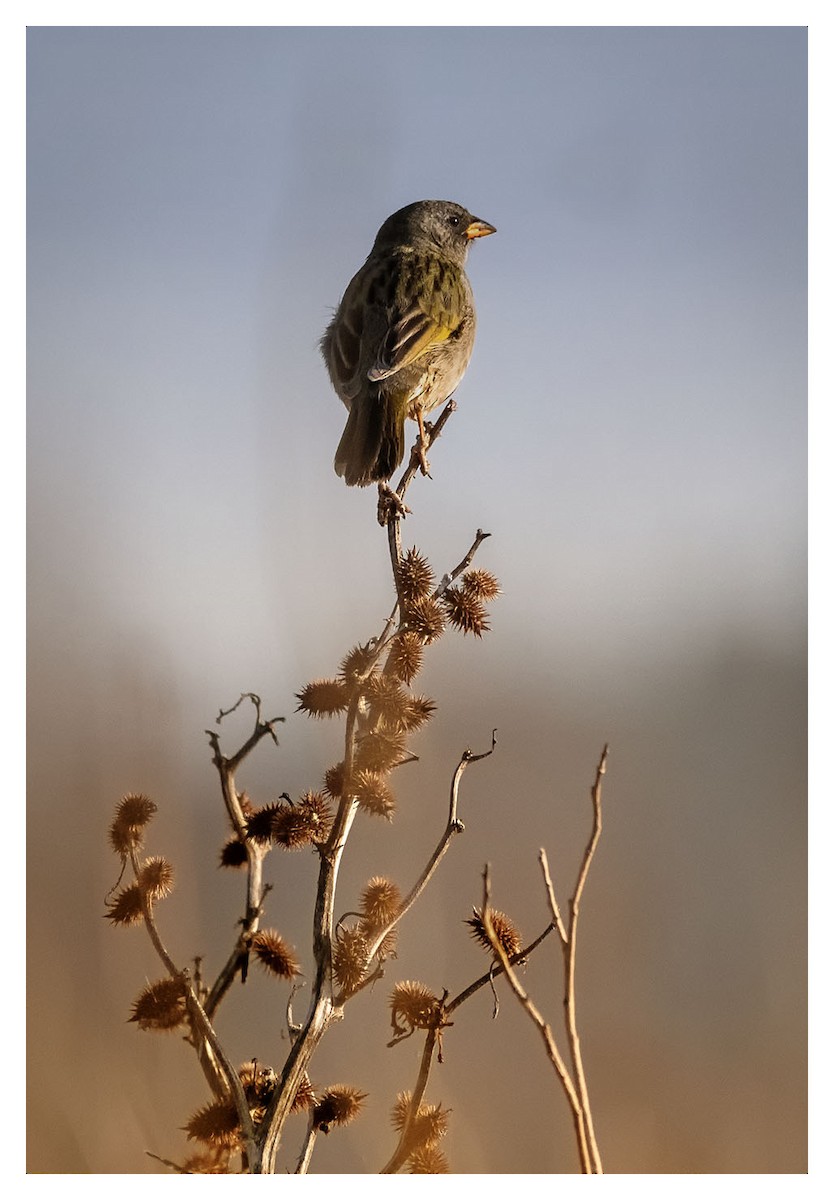 Great Pampa-Finch - ML360459711