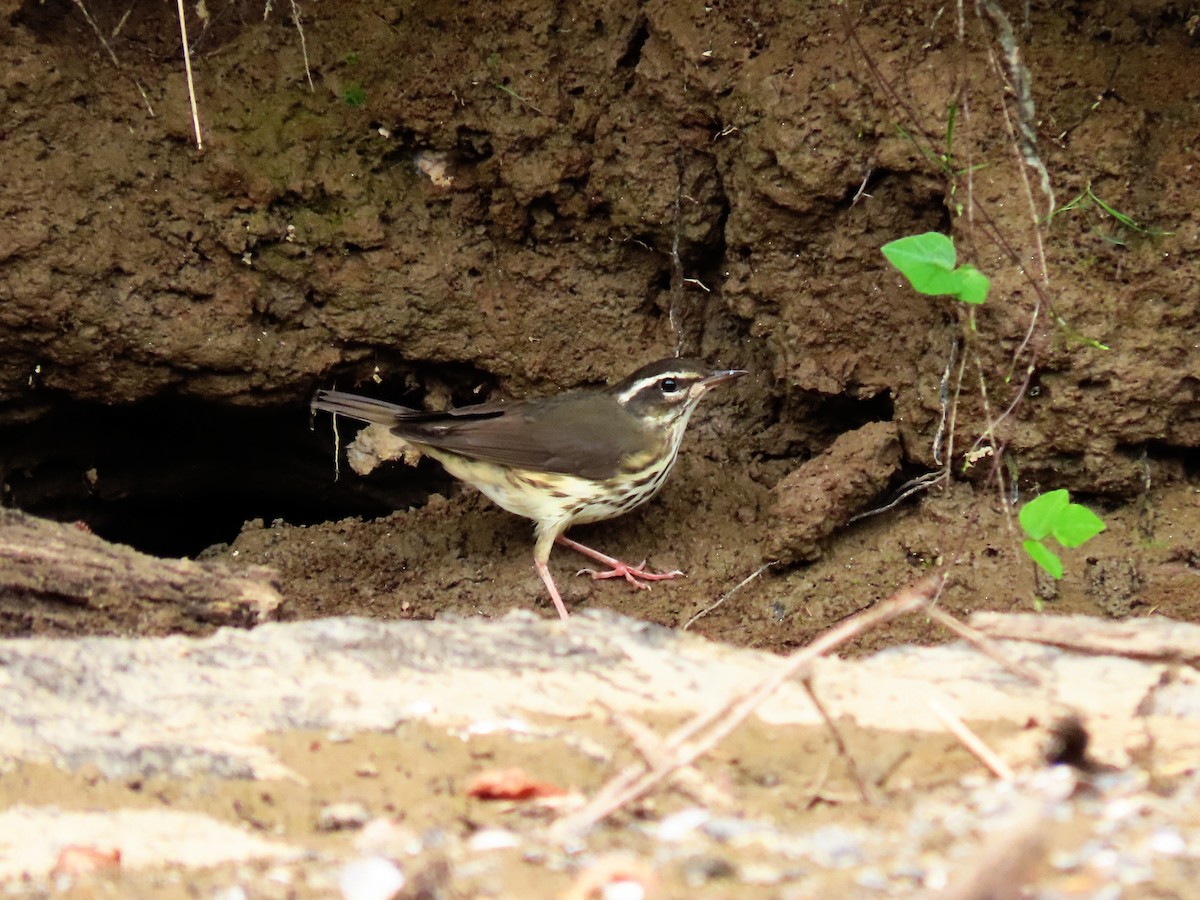 Louisiana Waterthrush - ML360459821