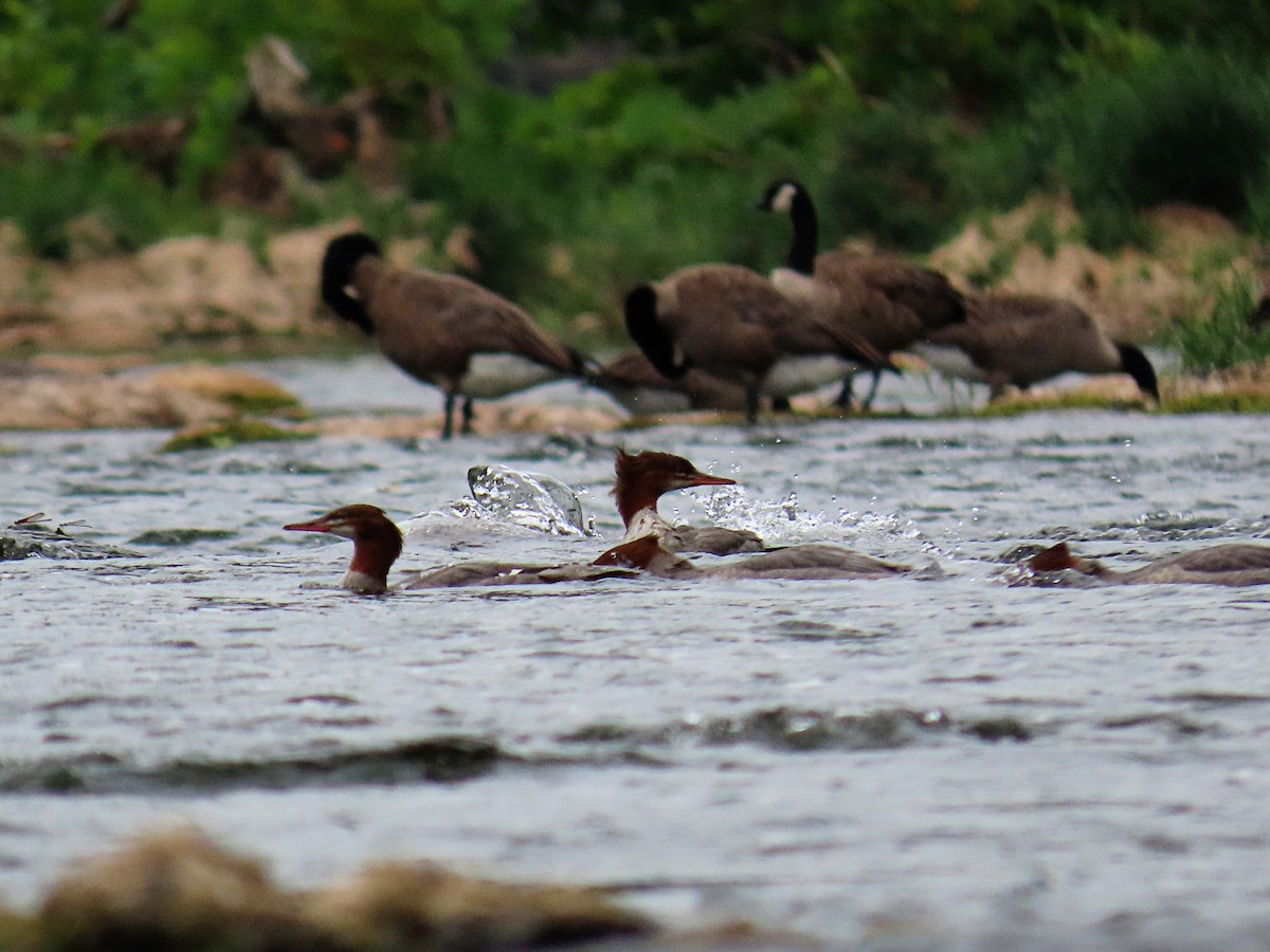 Common Merganser - ML360459941