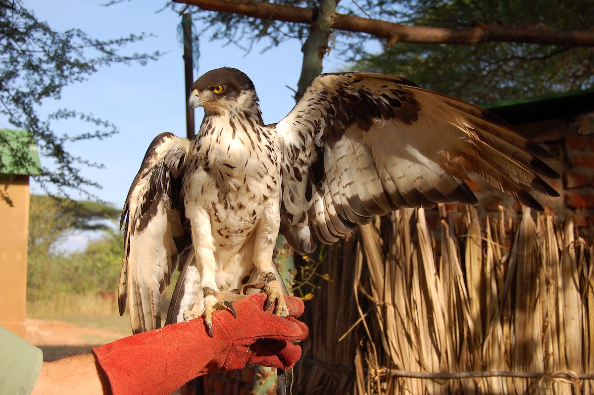 African Hawk-Eagle - ML360460291
