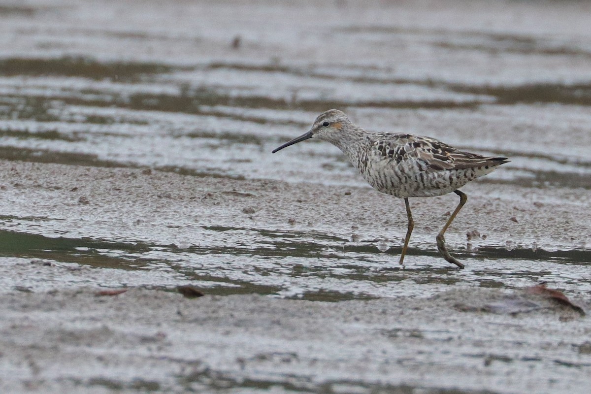 Stilt Sandpiper - Martina Nordstrand