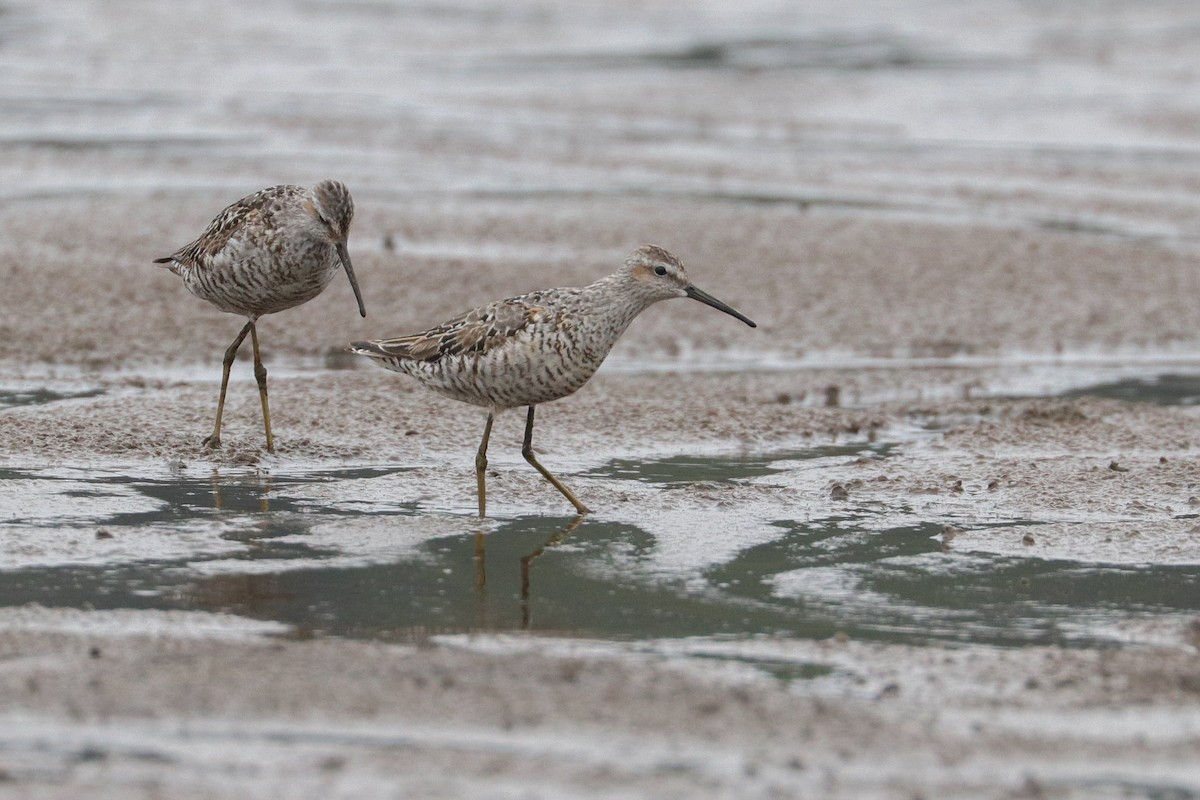 Stilt Sandpiper - ML360461221