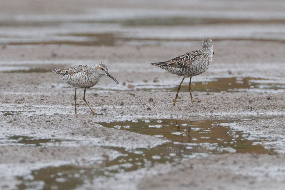 Stilt Sandpiper - ML360461231