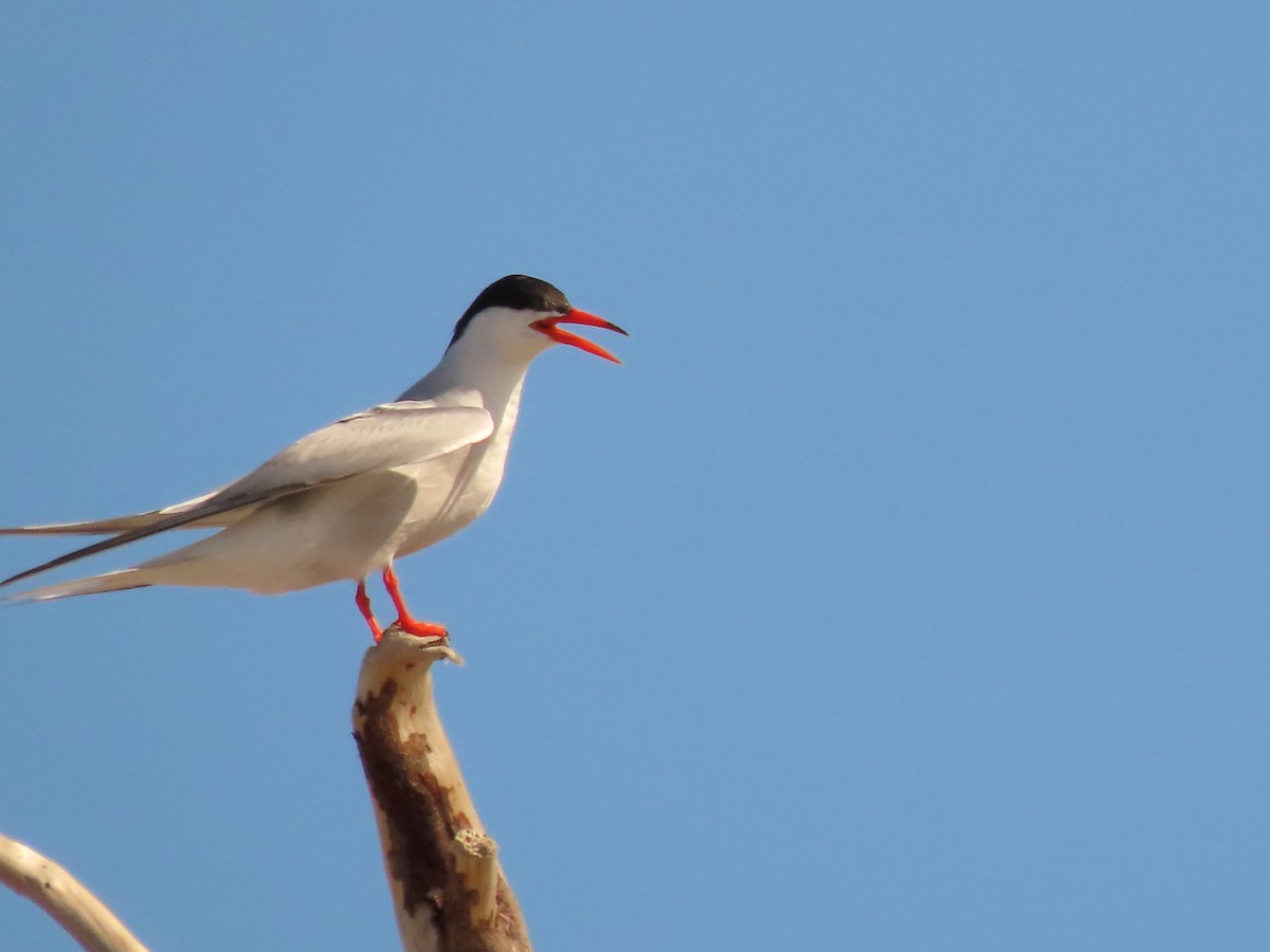 Common Tern - ML360461781