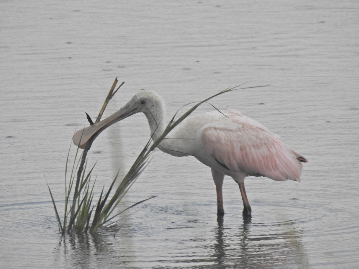 Roseate Spoonbill - Lynn Kohler