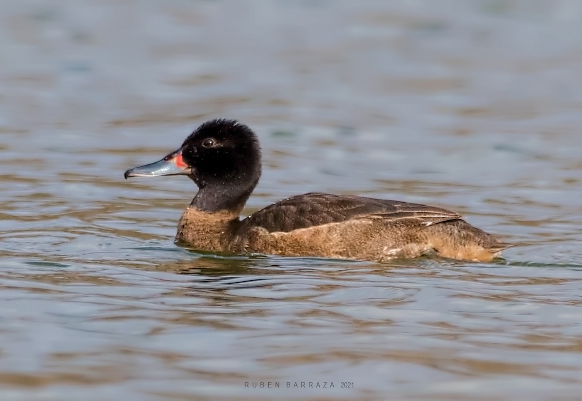 Black-headed Duck - ML360462511