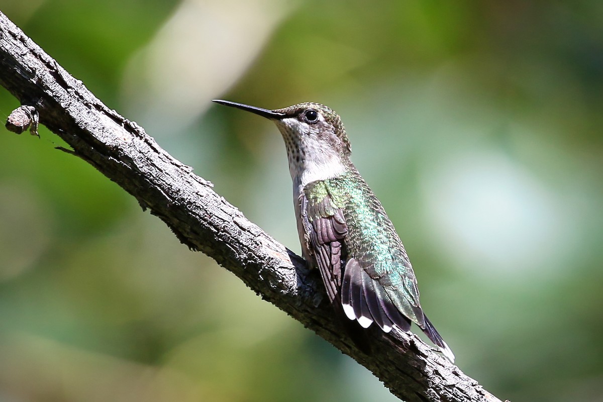 Colibri à gorge rubis - ML360462931