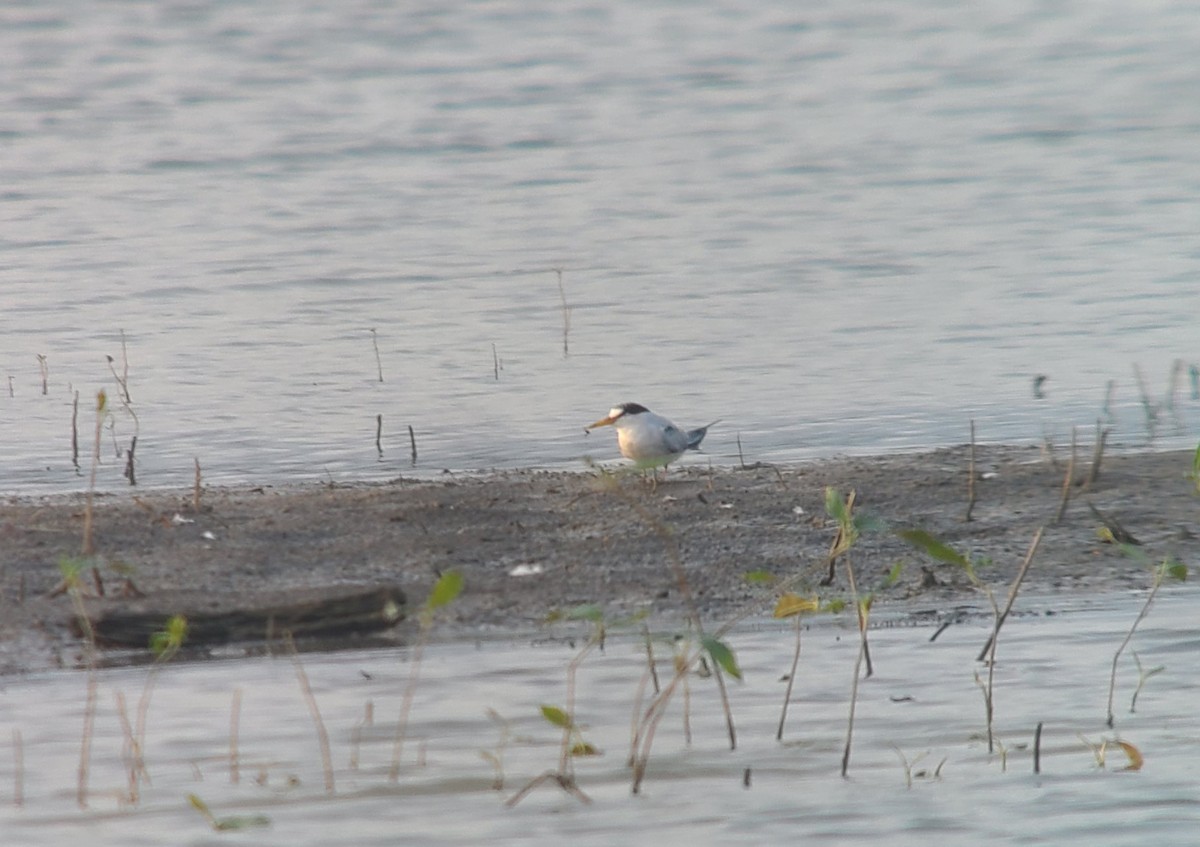 Least Tern - ML360463291