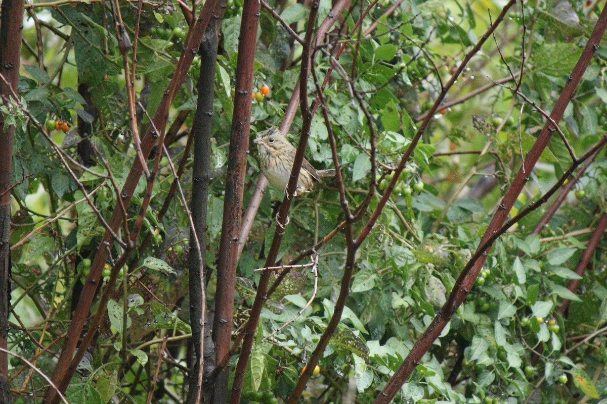 Lincoln's Sparrow - ML36046331