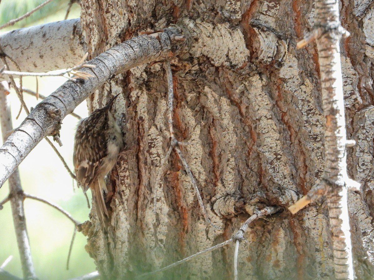 Brown Creeper - ML360463631