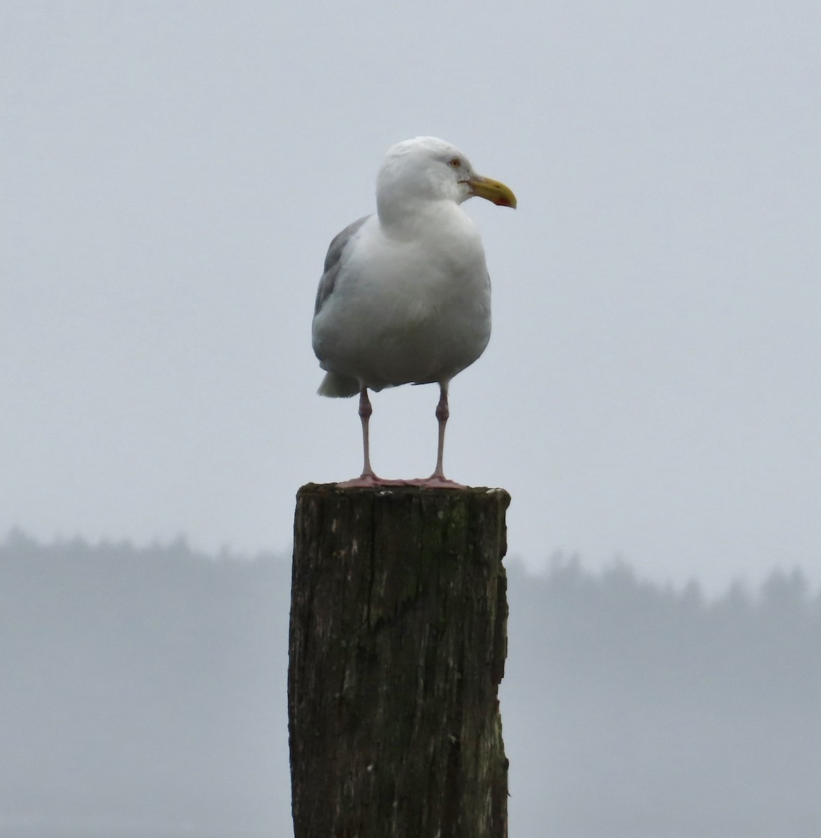 American Herring Gull - ML360463841