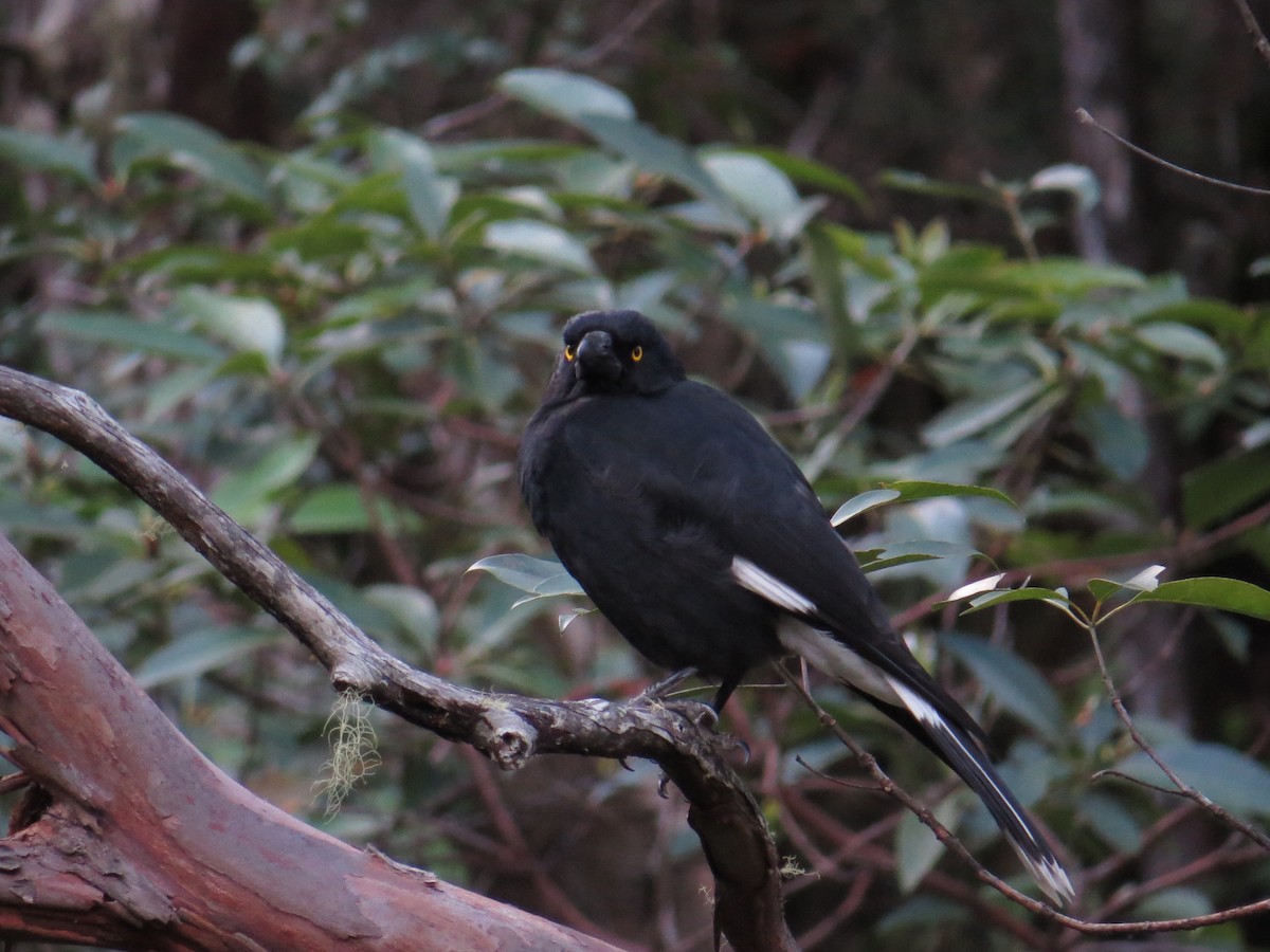 Pied Currawong - ML36046391