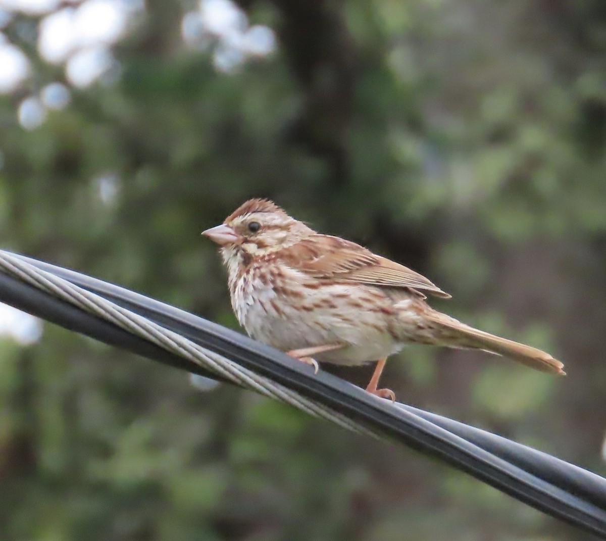 Song Sparrow - ML360463941