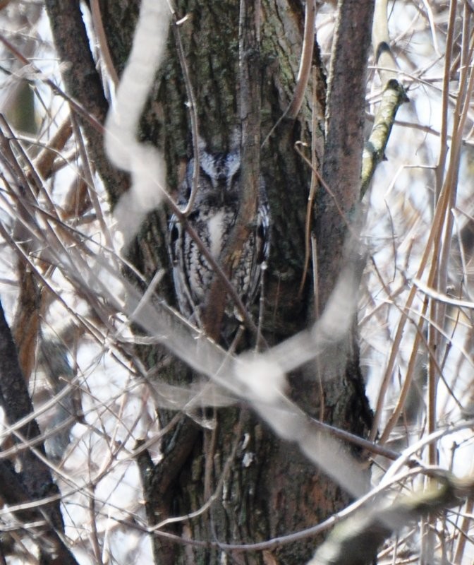 Eastern Screech-Owl - ML36046521