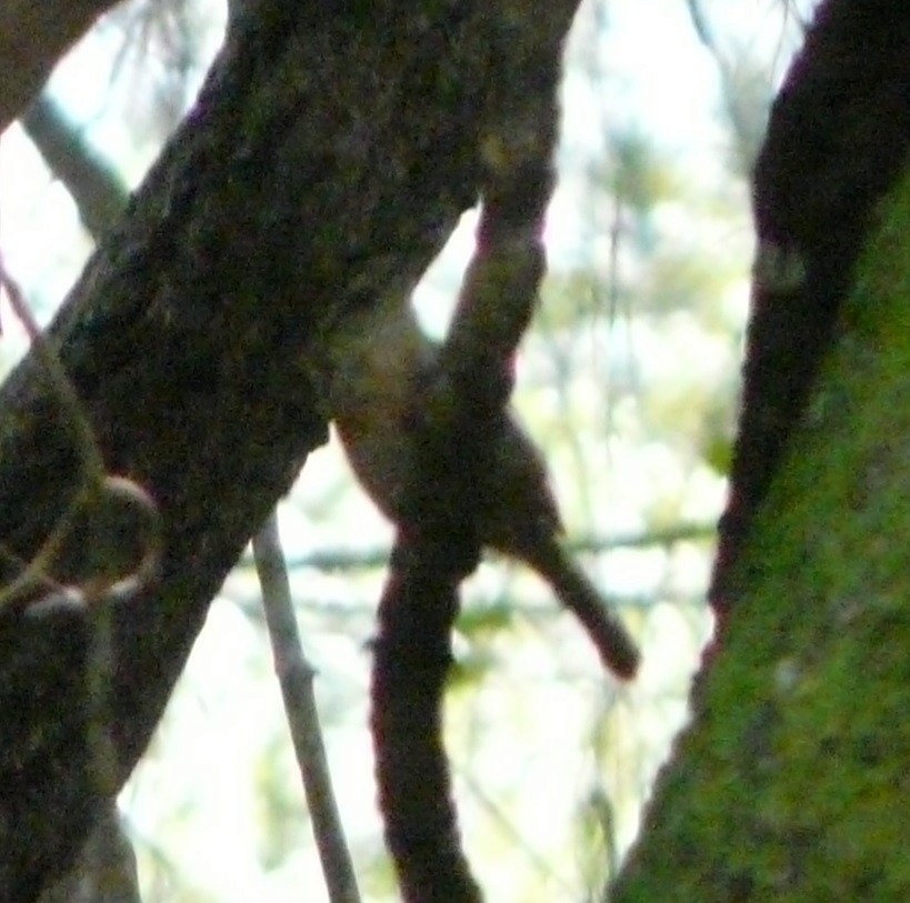 Carolina Wren - Sean McCool